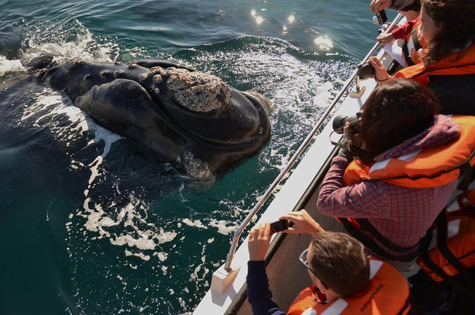 Peninsula Valdes Tour with Optional Whale Watching - Key points to know before booking