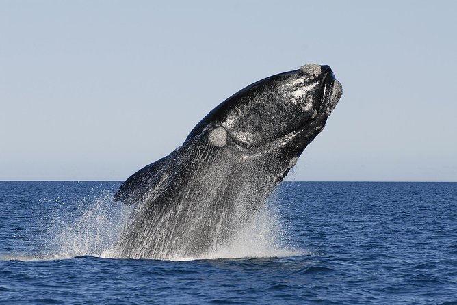 Peninsula Valdes Tour with Optional Whale Watching - Puerto Piramides and the optional whale trip