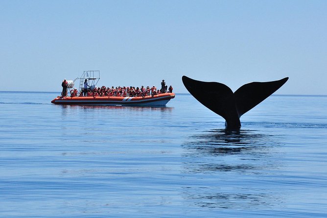 Peninsula Valdes Tour with Optional Whale Watching - Is the $157.82 price good value?