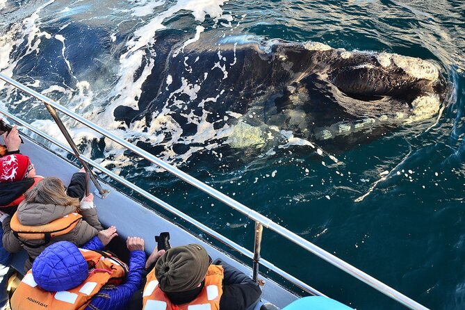 Peninsula Valdes Tour with Optional Whale Watching - The Carlos Ameghino Isthmus lookout