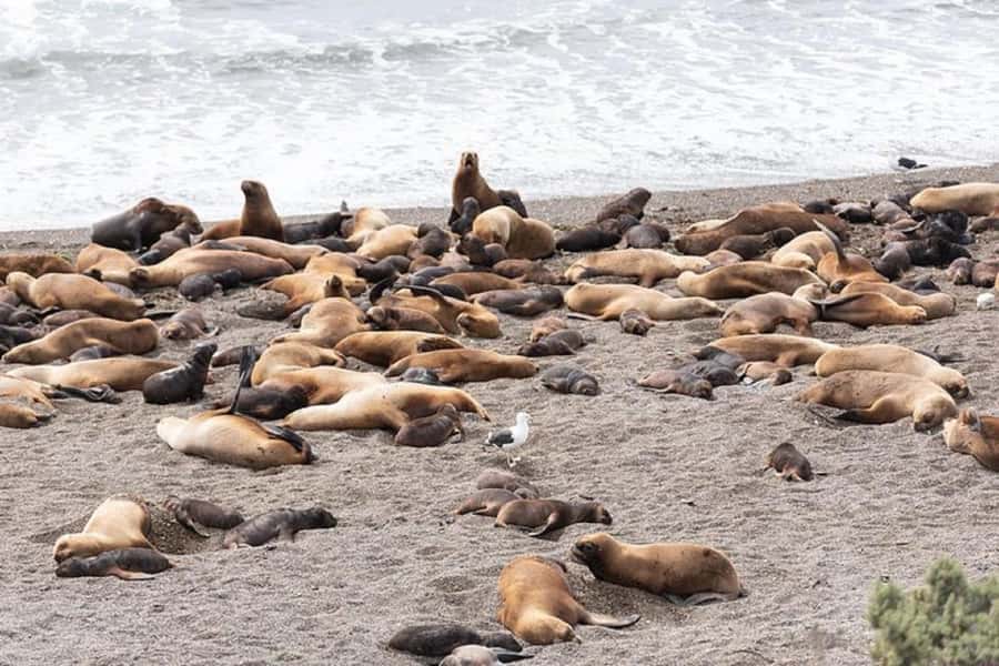 Península Valdés with Estancia San Lorenzo (Full Day) - Who Will Get the Most From This Tour