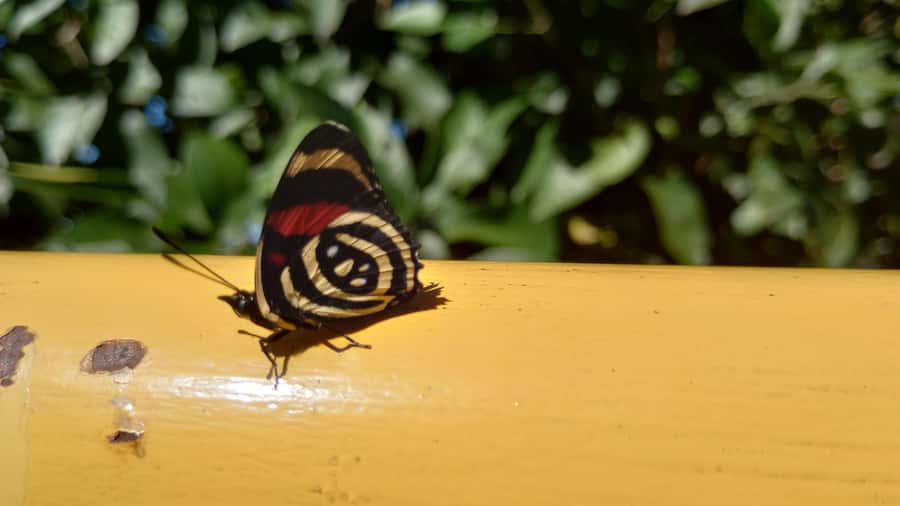 Puerto Iguazú: Brazilian Falls Half-Day Panoramic Tour - Practical packing advice for a wet rainforest route