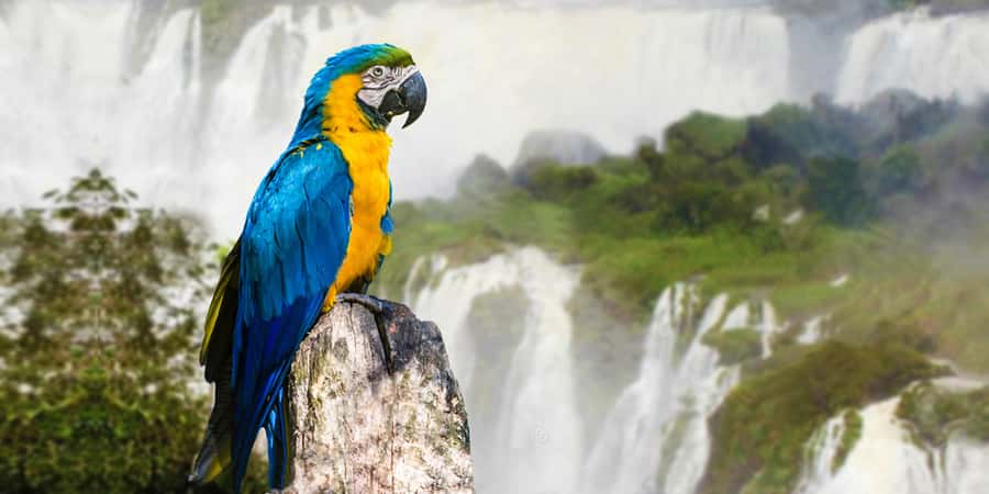 Puerto Iguazu: Iguaza Falls Brazilian Side & Bird Park Tour - Crossing from Argentina into Brazil