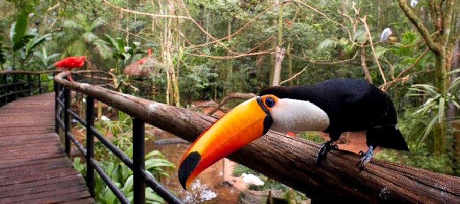 Puerto Iguazu: Iguaza Falls Brazilian Side & Bird Park Tour - How much guiding should you expect?