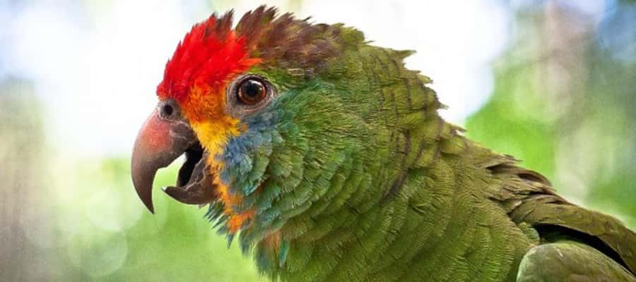 Puerto Iguazu: Iguaza Falls Brazilian Side & Bird Park Tour - What to pack and what to plan around