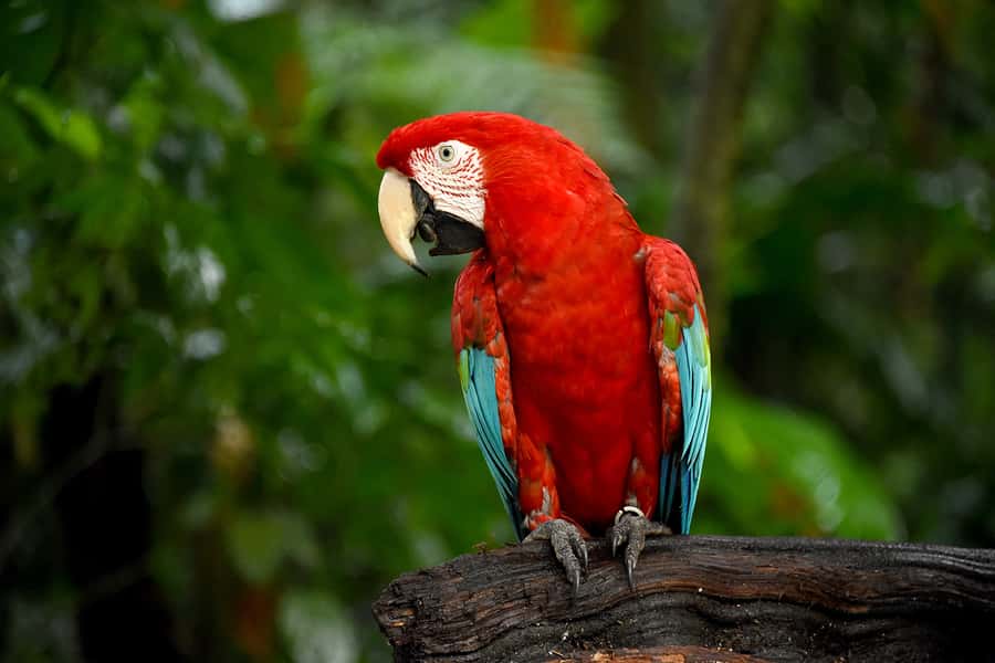 Puerto Iguazu: Iguaza Falls Brazilian Side & Bird Park Tour - Who will get the most from this day?