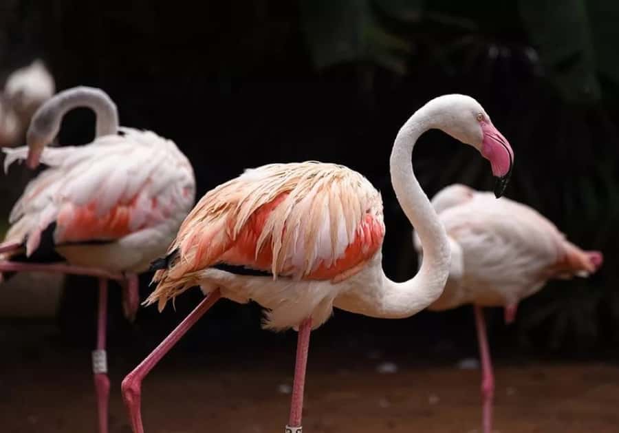 Puerto Iguazu: Iguaza Falls Brazilian Side & Bird Park Tour - The morning pickup and ride from Puerto Iguazu