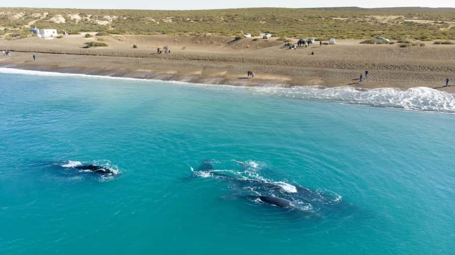 Puerto Madryn: El Doradillo Whale Watching Half-Day Tour - Key points to know before booking