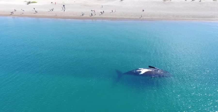 Puerto Madryn: El Doradillo Whale Watching Half-Day Tour - Why El Doradillo is different from a boat trip