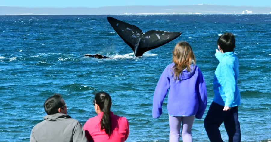 Puerto Madryn: El Doradillo Whale Watching Half-Day Tour - Punta Flecha: a 20-minute introduction to the coast