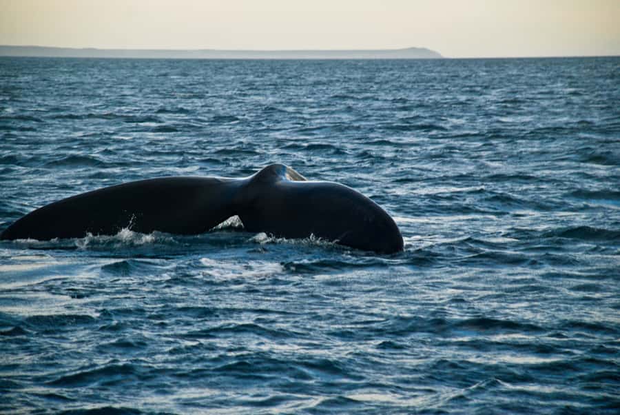 Puerto Madryn: Excursion to Peninsula Valdes Classic - The early pickup and 10-hour road day