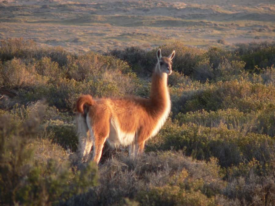 Puerto Madryn: Excursion to Peninsula Valdes Classic - Punta Delgada and the changing route