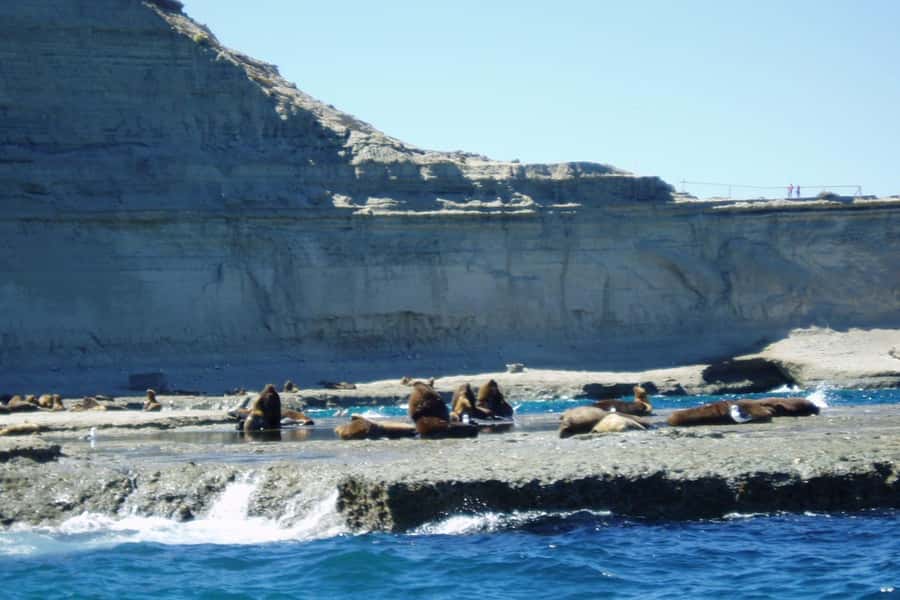 Puerto Madryn: Excursion to Peninsula Valdes Classic - Punta Norte, Puerto Piramides, and lunch