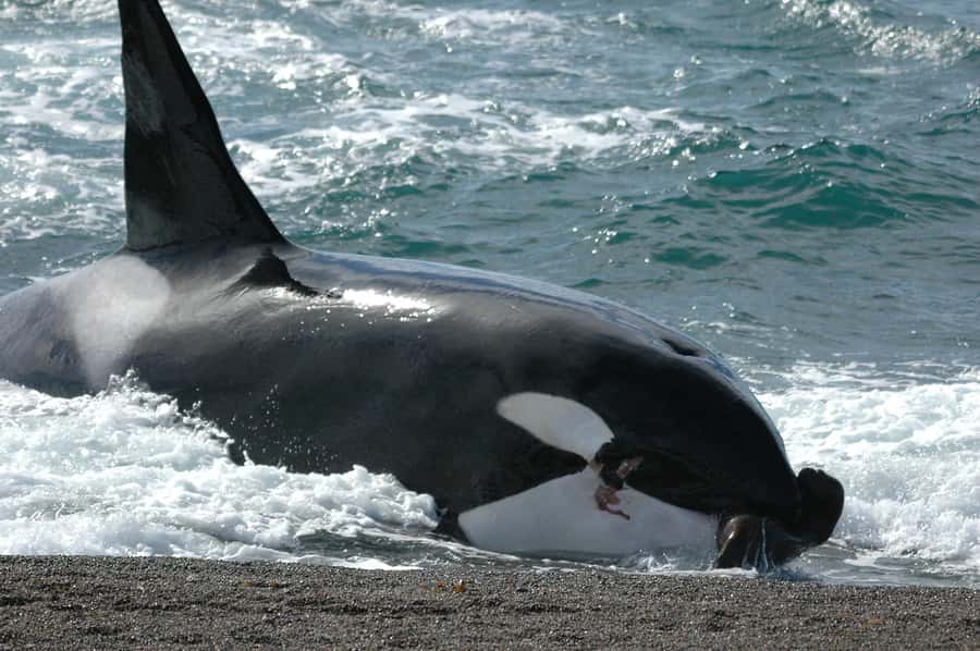 Puerto Madryn: Excursion to Peninsula Valdes Classic - What the guide and driver can add