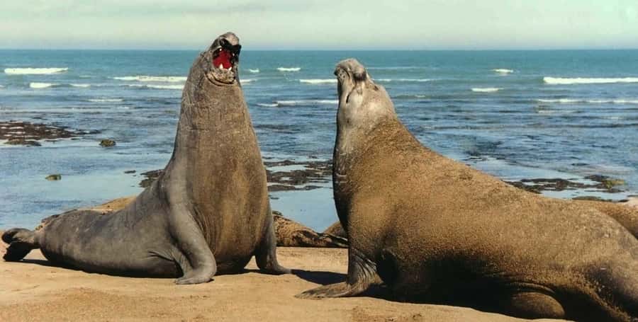 Puerto Madryn: Excursion to Peninsula Valdes Classic - Salinas Grande and Salinas Chica