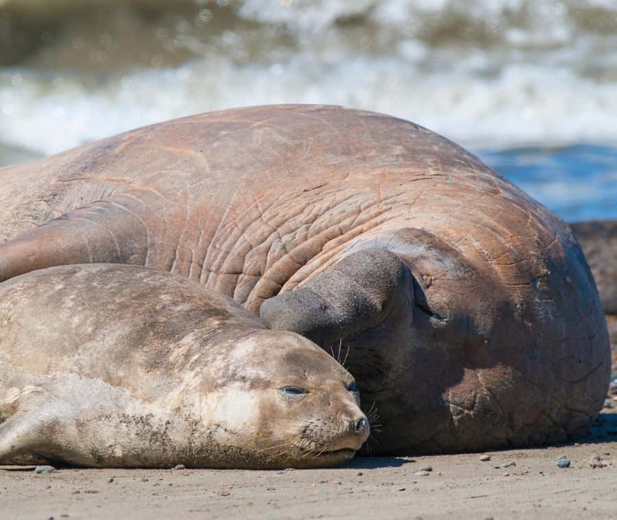 Puerto Madryn: Full Day Peninsula Valdes Experience Tour - Key things to know before you go