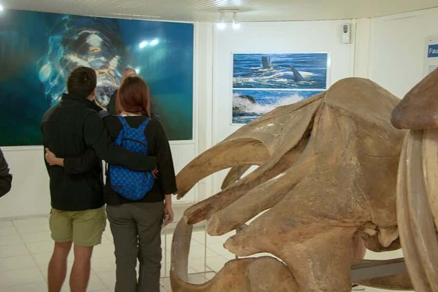 Puerto Madryn: Full Day Peninsula Valdes Experience Tour - The long crossing through the Patagonian steppe