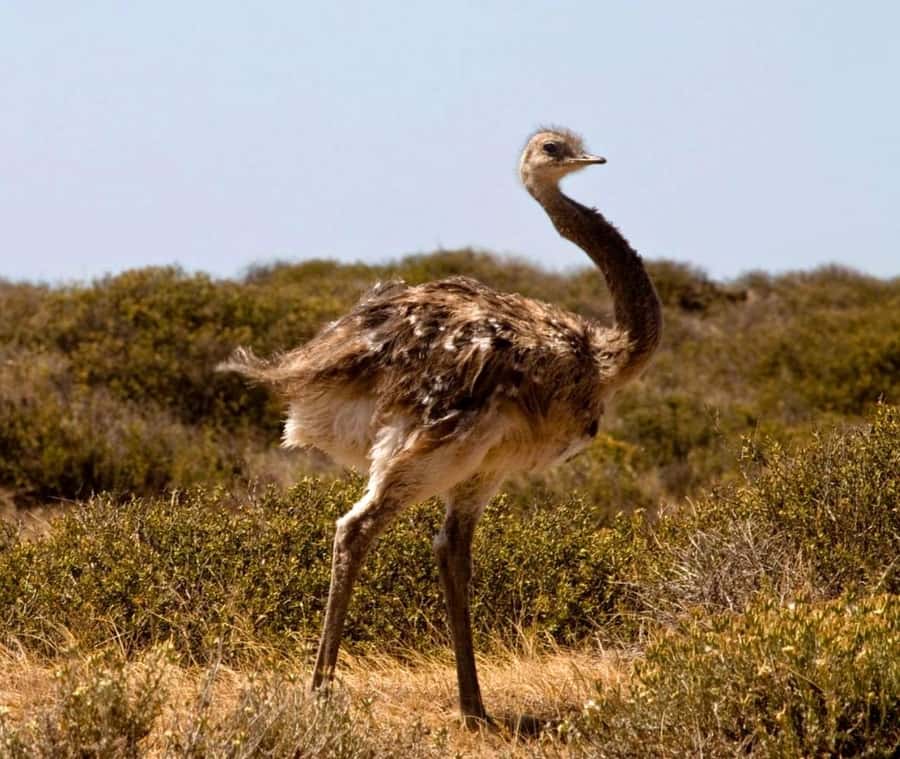 Puerto Madryn: Full Day Peninsula Valdes Experience Tour - Punta Norte, if conditions allow