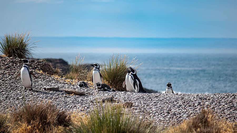 Puerto Madryn: Full Day Peninsula Valdes Experience Tour - What the guide and vehicle add