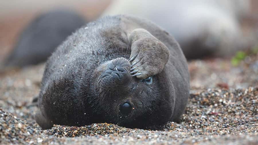 Puerto Madryn: Full Day Peninsula Valdes Experience Tour - Starting at the Ameghino Visitors Center