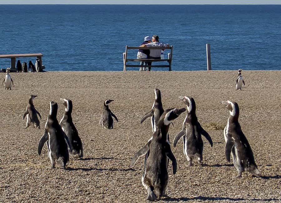 Puerto Madryn: Península Valdes with optional Whale Watching - Key points to know before booking