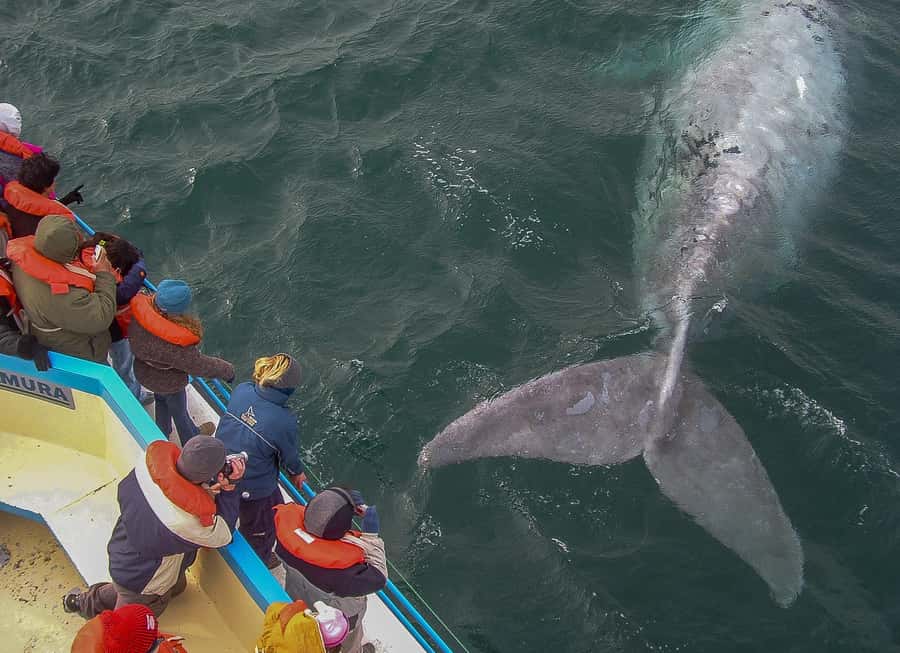 Puerto Madryn: Península Valdes with optional Whale Watching - Puerto Pirámides and the optional whale trip