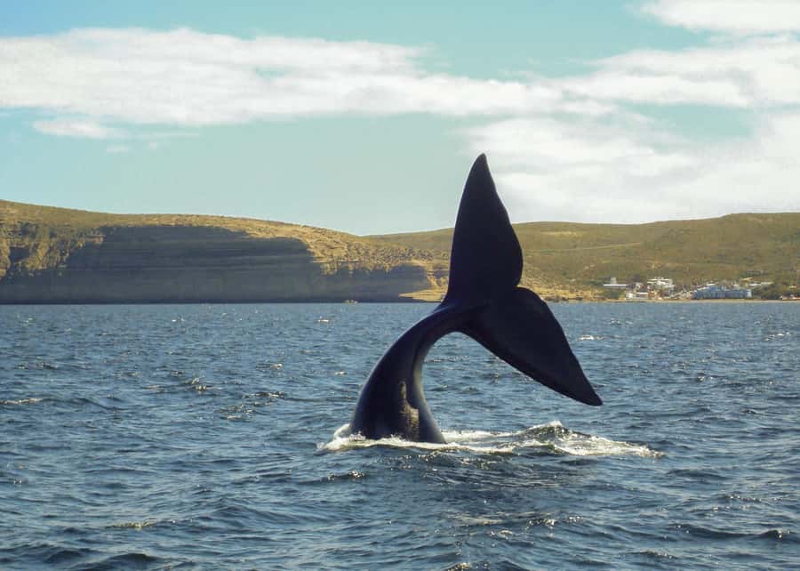 Puerto Madryn: Península Valdes with optional Whale Watching - Lunch in Puerto Pirámides or Caleta Valdés