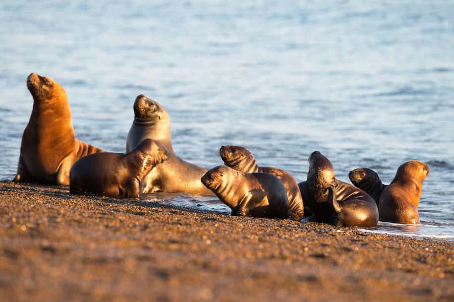 Puerto Madryn: Península Valdes with optional Whale Watching - Across the salt flats and open grasslands
