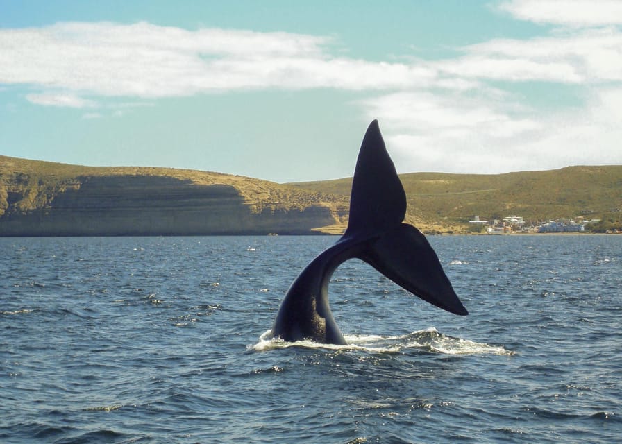 Puerto Madryn: Península Valdes with optional Whale Watching - What the price really includes
