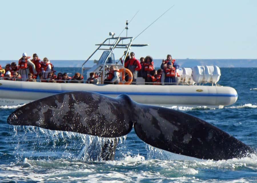 Puerto Madryn: Península Valdes with optional Whale Watching - The early drive from Puerto Madryn
