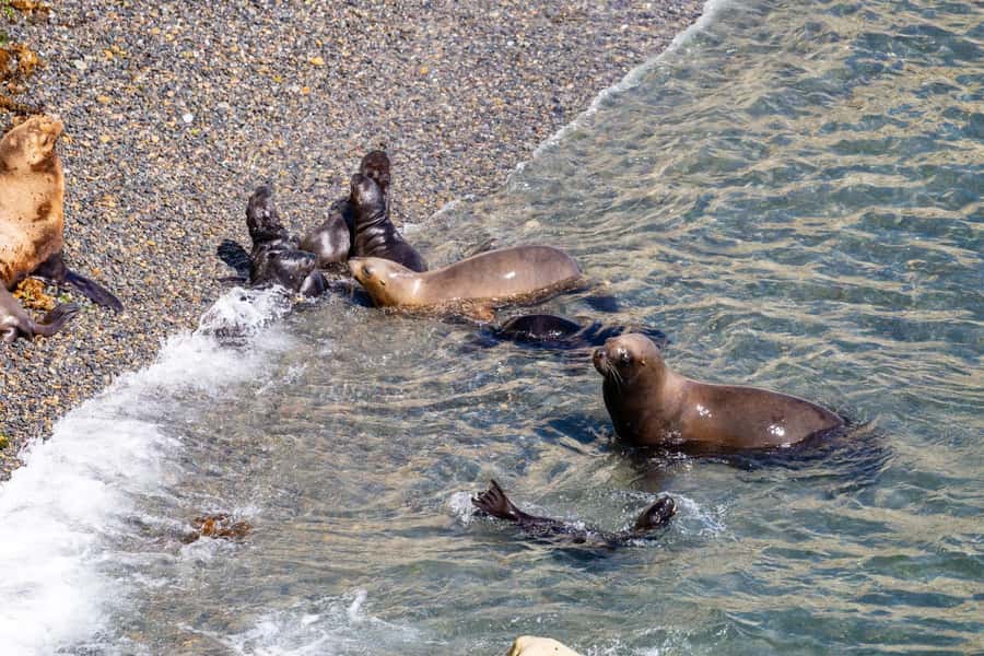 Puerto Madryn: Punta Loma Shore Excursion - Key Points At A Glance