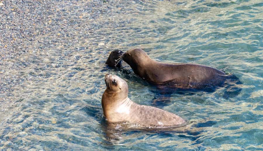 Puerto Madryn: Punta Loma Shore Excursion - Why Punta Loma Works Well On A Port Day