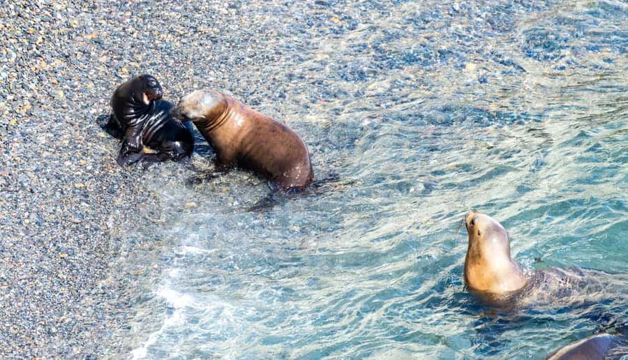Puerto Madryn: Punta Loma Shore Excursion - What The $50 Price Really Covers