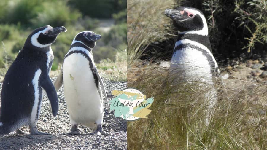 Puerto Madryn: Punta Tombo Shore Excursion for Cruise Guests - Key Points