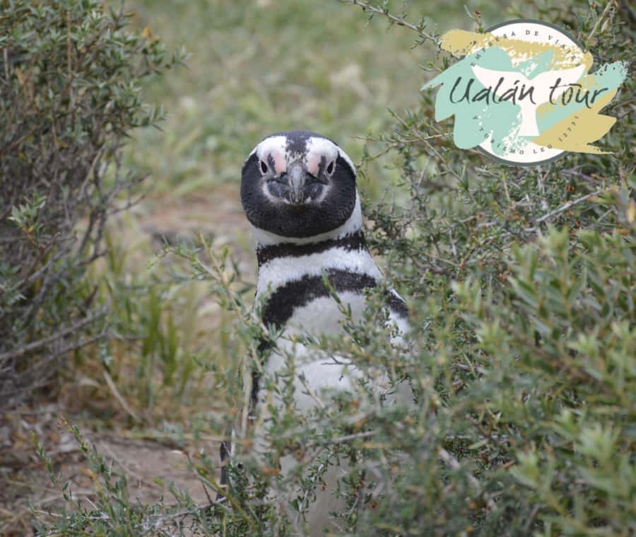 Puerto Madryn: Punta Tombo Shore Excursion for Cruise Guests - The Two-Hour Ride South