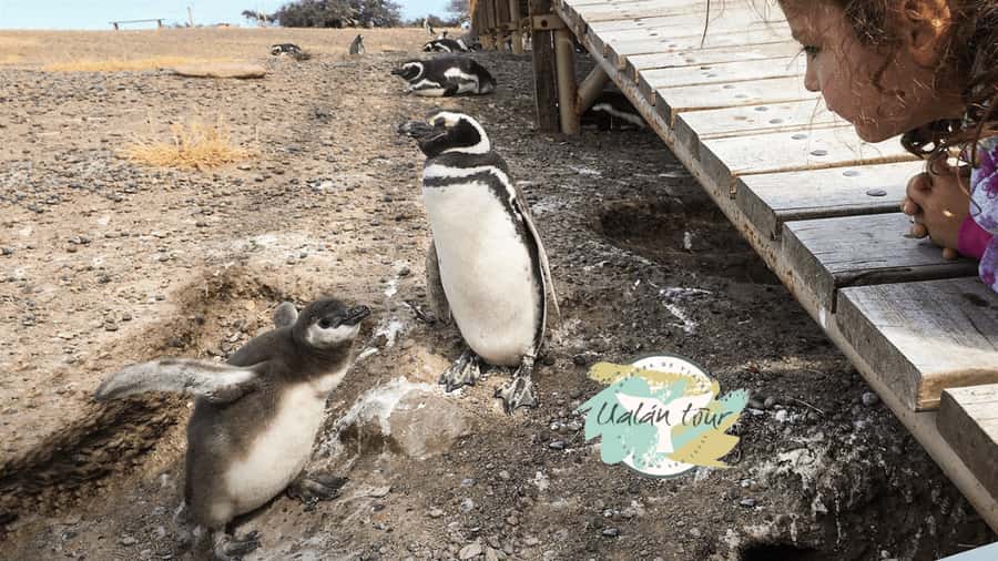 Puerto Madryn: Punta Tombo Shore Excursion for Cruise Guests - Walking Among Magellanic Penguins