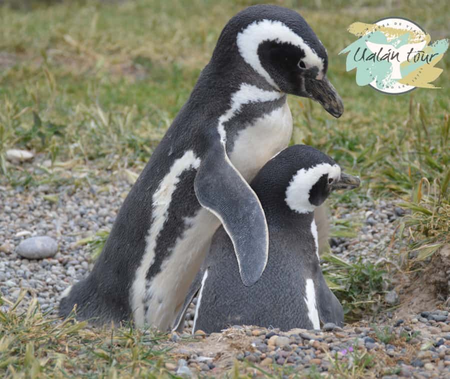 Puerto Madryn: Punta Tombo Shore Excursion for Cruise Guests - Price, Reserve Fee, and Overall Value