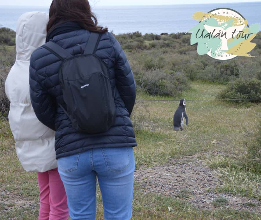 Puerto Madryn: Punta Tombo Shore Excursion for Cruise Guests - Comfort, Toilets, and What to Pack
