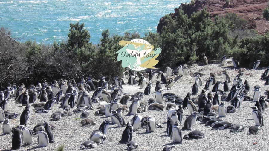 Puerto Madryn: Punta Tombo Shore Excursion for Cruise Guests - Rules That Protect the Penguins