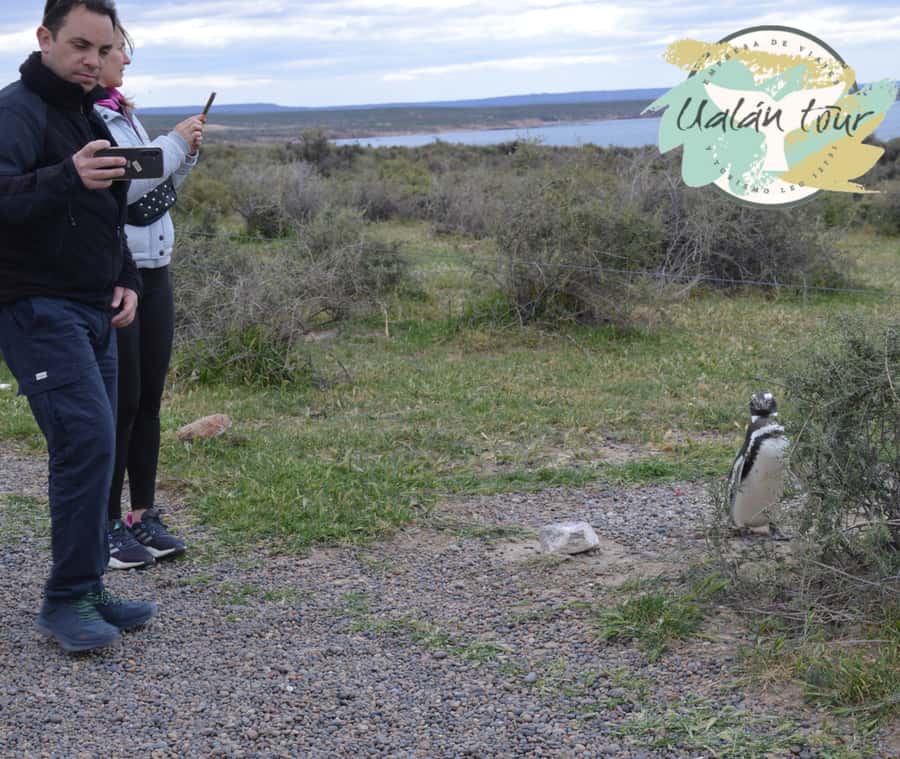 Puerto Madryn: Punta Tombo Shore Excursion for Cruise Guests - Who Will Enjoy This Shore Excursion