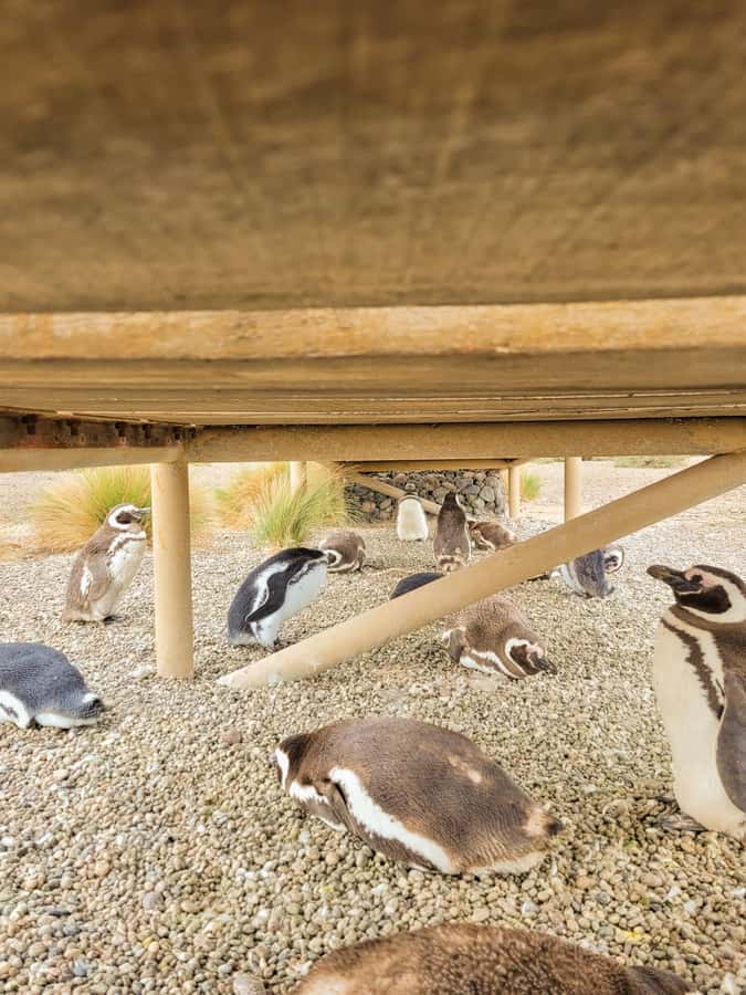 Puerto Madryn: Punta Tombo Walking Among Penguins Experience - Key points to know before booking