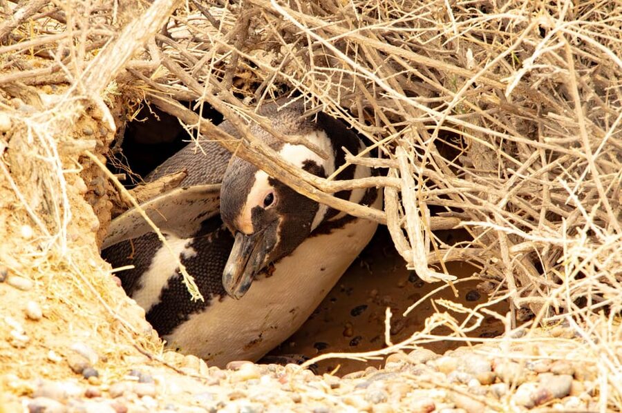 Puerto Madryn: Punta Tombo Walking Among Penguins Experience - Should you book the Punta Tombo experience?