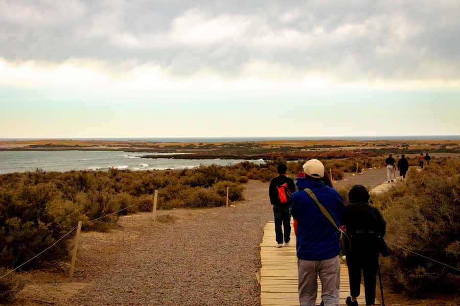 Puerto Madryn: Punta Tombo Walking Among Penguins Experience - What the $120 price really covers