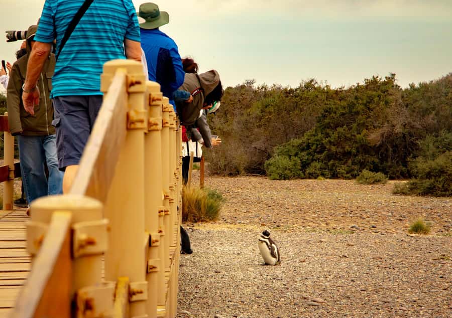 Puerto Madryn: Punta Tombo Walking Among Penguins Experience - Who will enjoy this tour most