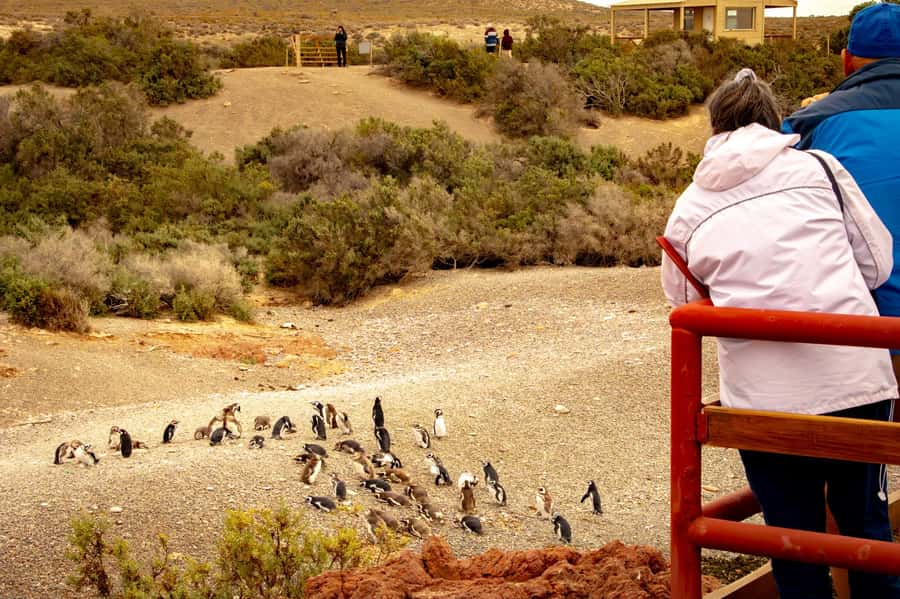 Puerto Madryn: Punta Tombo Walking Among Penguins Experience - Leaving Puerto Madryn early