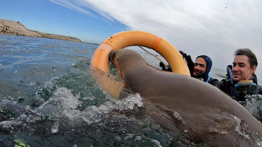 Puerto Madryn: Snorkeling Trip with Sea Lions - Practical booking advice for Puerto Madryn