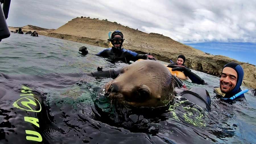 Puerto Madryn: Snorkeling Trip with Sea Lions - What the wider wildlife sightings add