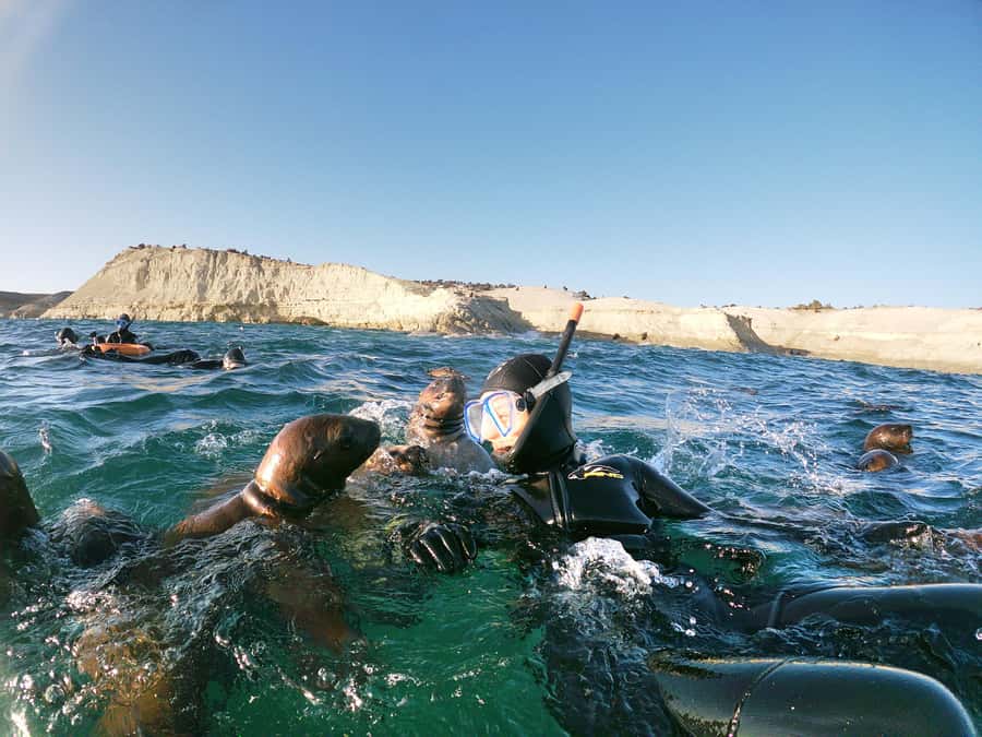 PUERTO MADRYN , SNORKELING WITH SEA LIONS - Meeting the sea lions at Punta Loma