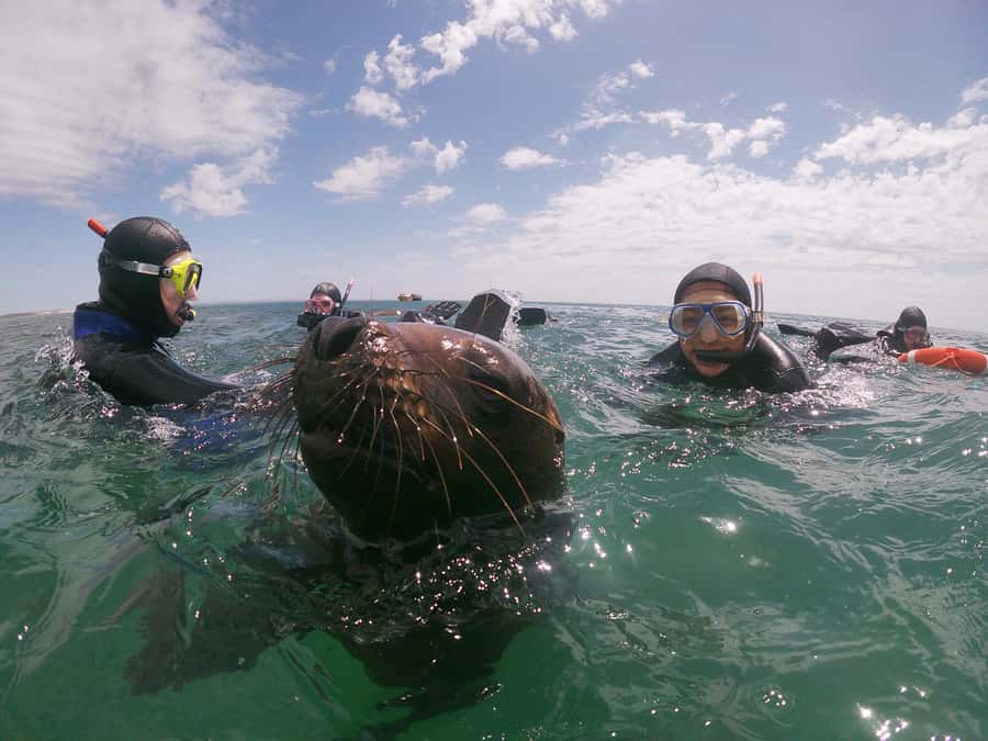 PUERTO MADRYN , SNORKELING WITH SEA LIONS - What the $145 price really covers