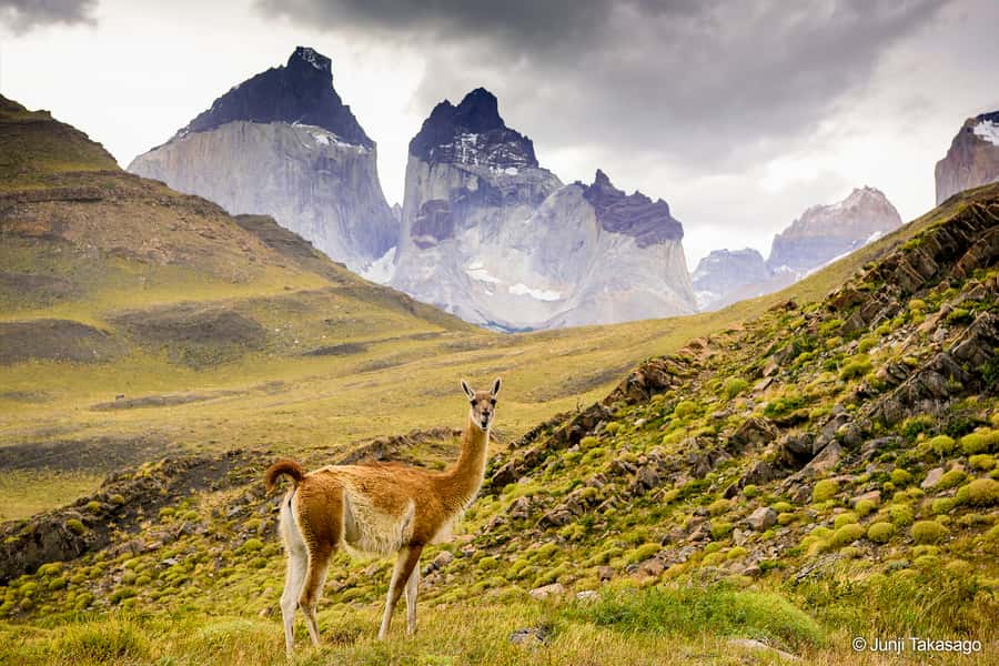 Puerto Natales: Full day tour Torres del Paine National Park - Grey Lake, Grey viewpoint, and the glacier area